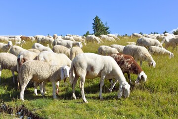 stado owiec, wypasanie zwierząt na łące, barany, owce, wypas, redyk,  © Albin Marciniak
