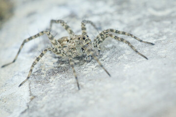 The white spider on the white stone spread all its paws. Eyes to eyes. Macrophotography of a spider insect.
