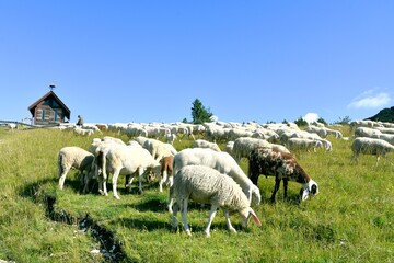 stado owiec, wypasanie zwierząt na łące, barany, owce, wypas, redyk,  © Albin Marciniak