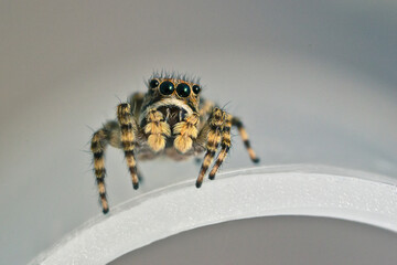 A cute jumping spider sits on a white reflective surface. Macrophotography of a spider.