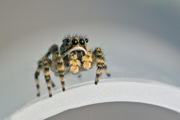 A cute jumping spider sits on a white reflective surface. Macrophotography of a spider.