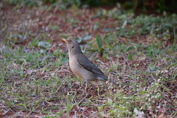  sabiá-poca (Turdus amaurochalinus)