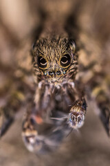 An incredible look of a wolf spider in a super macro photo. The reflection of the ring flash in the spider's eyes. Portrait of a spider insect.