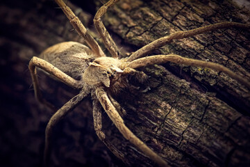 Macro of the Pisaura spider on a log. High detail. Macro photo of an insect.
