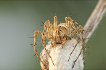 A female lynx spider sits on a large white cocoon with her offspring, the cocoon is attached to a...