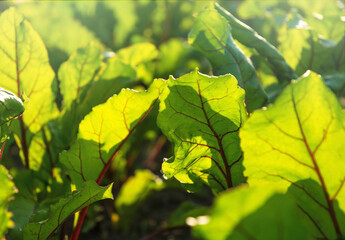  Colorful leafy vegetables, beetroot chard