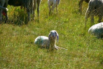 stado owiec, wypasanie zwierząt na łące, barany, owce, wypas, redyk,  © Albin Marciniak