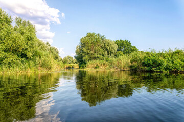 Thickets of reeds on the swampy banks of a river in Louisiana, USA