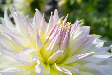 White Dahlia blossom Close-up