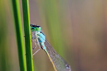 Common Blue Damselfly (Enallagma cyathigerum) on the grass