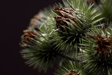 Macro shot of a lesser burdock plant in front of a black background