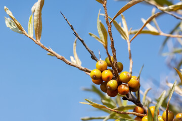 Sea buckthorn in summer on the North Sea against a deep blue sky