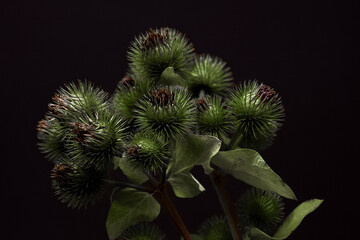 Closeup of a lesser burdock plant in front of a black background