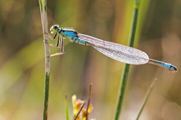 Common Blue Damselfly (Enallagma cyathigerum) on the grass