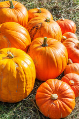Natural autumn fall view pumpkin on eco farm background. Inspirational october or september wallpaper. Change of seasons, ripe organic food concept. Halloween party Thanksgiving day.