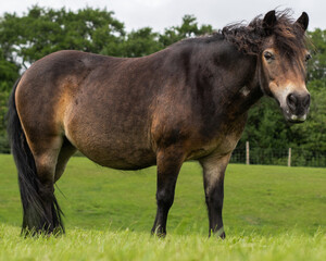 Closeup of a stocky black and brown horse at a grassy pasture