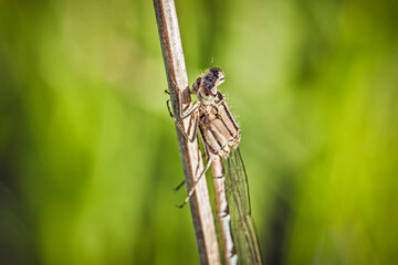 A damselfly in close-up sits isolated on a blade of grass in the morning. A playful look. The insect is a dragonfly.