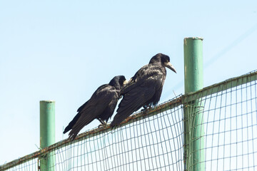 Two rooks (Corvus frugilegus) on a metal fence
