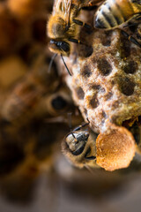 Newly Hatched Queen Cell with Honey Bees