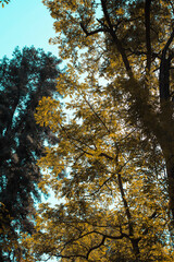 Obraz premium View of a tree on Golden hour