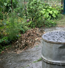 Fototapeta premium downpour in the country, rain filled a barrel of water