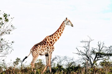 Obraz premium giraffe in the wild