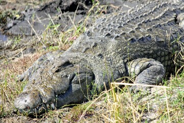 Fototapeta premium African alligator sitting on a grassy beach