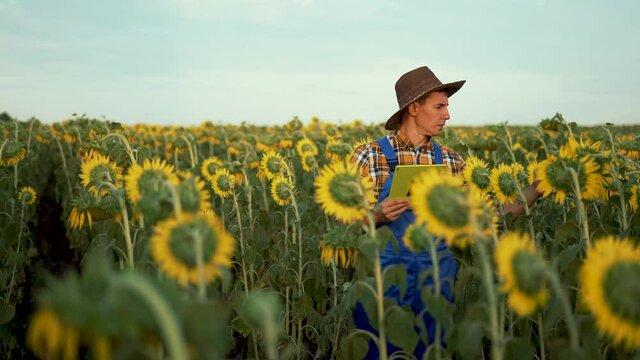 Agriculture. Farmer in sunflower field. Agricultural business. Farmer harvesting. Ecological agriculture. Business concept. Farmer in an ecological field. Agriculture concept. Farmer with sunflower