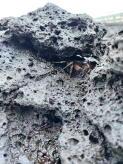 ants on the ground
