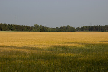 Golden wheat field on hot sunny day. High resolution photo.