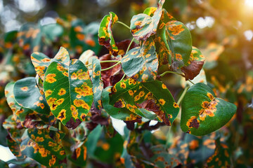 Pear trees fisease, rust spot on leaves. Fruit tree infected with fungus, yellow rust. Fruit plant...