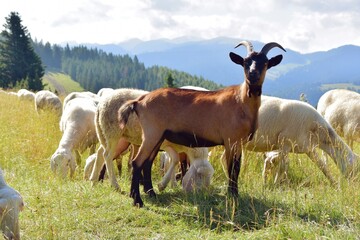 Kozy, stado owiec, wypasanie zwierząt na łące, barany, owce, wypas, redyk,  - obrazy, fototapety, plakaty