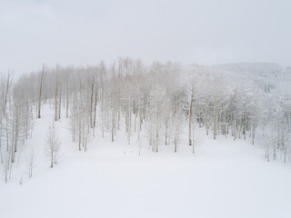 Snowy Aspen Hillside