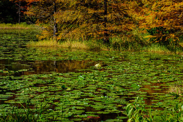 DFSP-Fall Foliage-Dangerfield, Texas-4770