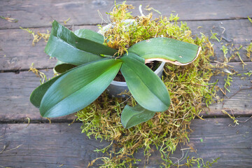 Growing Phalaenopsis Orchid in the moss concept - wooden background