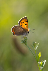 Small copper butterfly in sunlight shining fairy beautiful macro 
