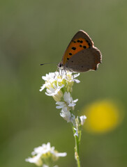 Fototapeta na wymiar Lycaenidae orange brown butterfly on white plant macro