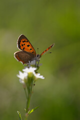 small copper butterfly with open wings macro 