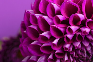selective focus on purple flower petals close-up. Abstract floral card


