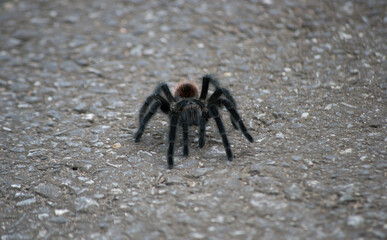 Mexican red rump tarantula found on the road through the Atlantic Forest in São Paulo, Brazil.