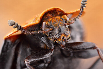 Super macro portrait of a oiceoptoma thoracicum beetle. Incredible detail of a stacking macro photo...