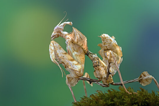 The devil mantis stood on a rock covered with moss