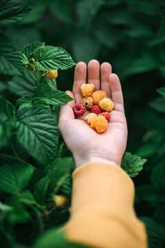 Hand picked freshly raspberries in garden