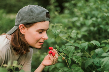Hand picked freshly raspberries in garden