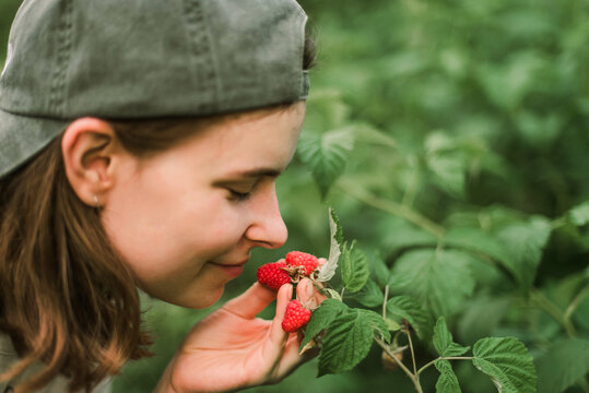 Hand picked freshly raspberries in garden