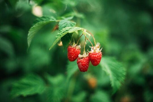 Red raspberry on the vine.
