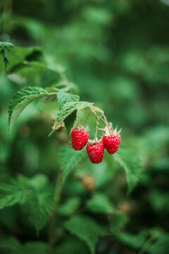 Red raspberry on the vine.