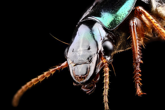 Super macro portrait of a ground beetle. Stacking Macro photo of an insect on a black background. Incredible details of the animal.