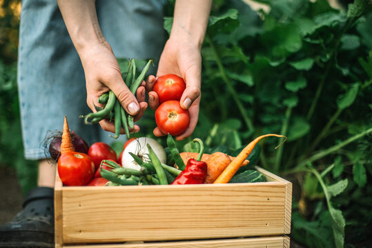 Woman holding  freshly harvested red  tomatoes  at organic farm