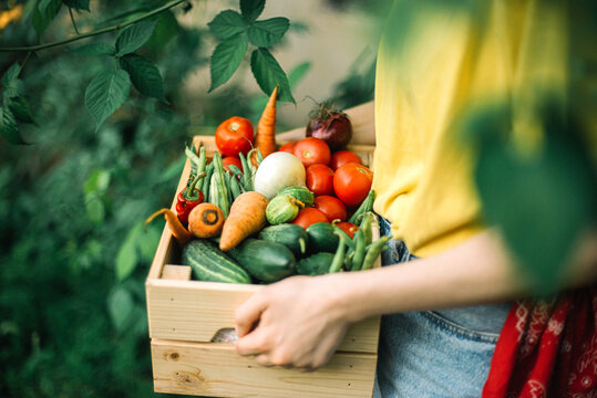 Woman holding  freshly harvested vegetables in crate at organic